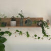 stadler-form-blog-junglefever-ovlazivac-biljke