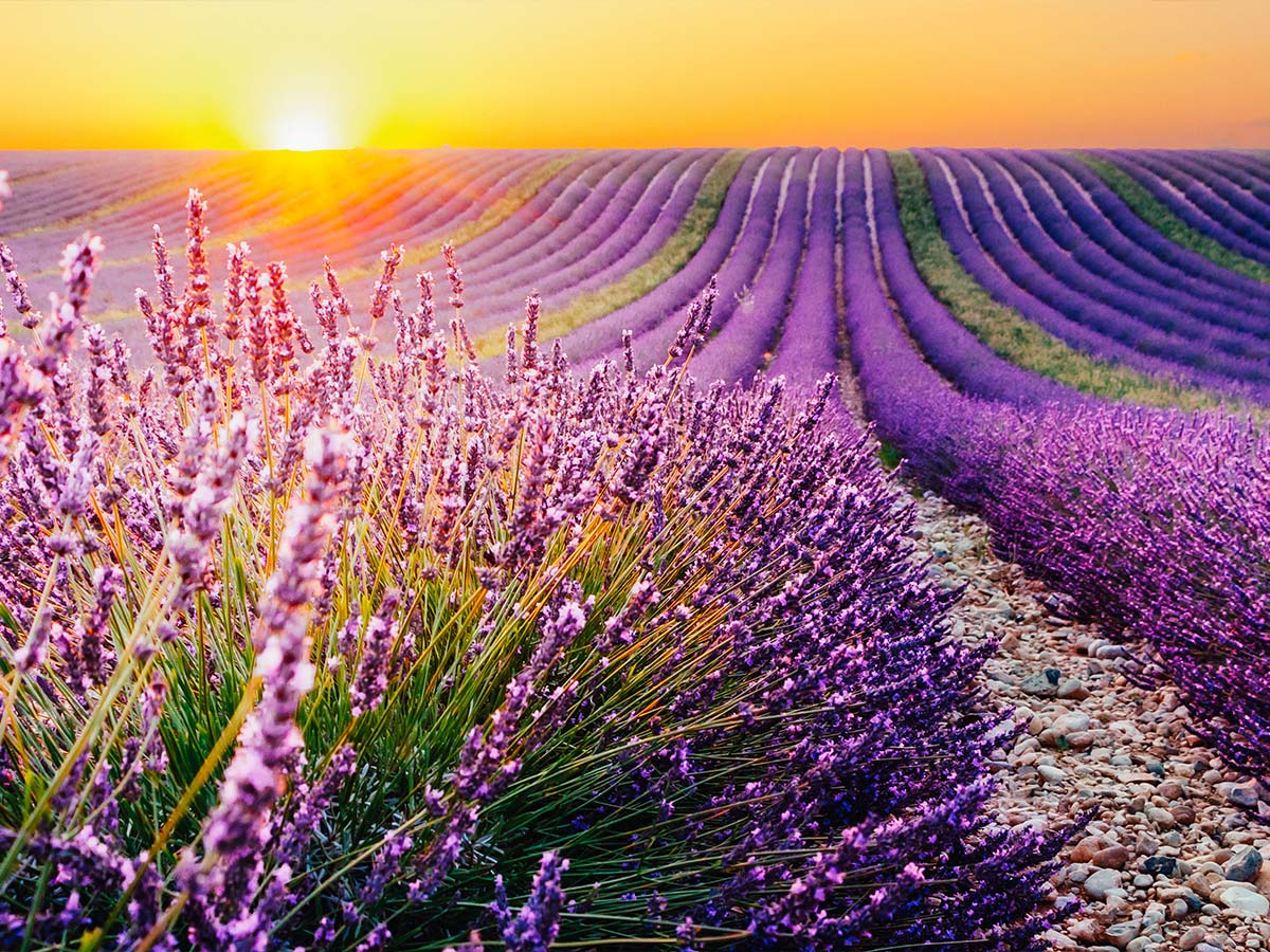 stadler-form-blog-stres-kako-prevazici-aromaterapija-lavenda